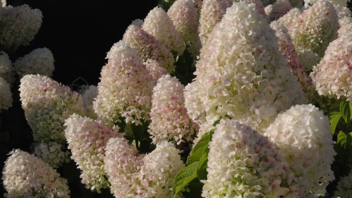 Hortenzija šluotelinė (Hydrangea paniculata) Living 'Sugar Rush'