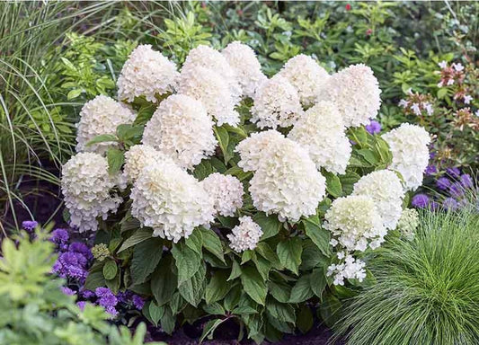 Hortenzija šluotelinė (Hydrangea paniculata) Living 'Sugar Rush'