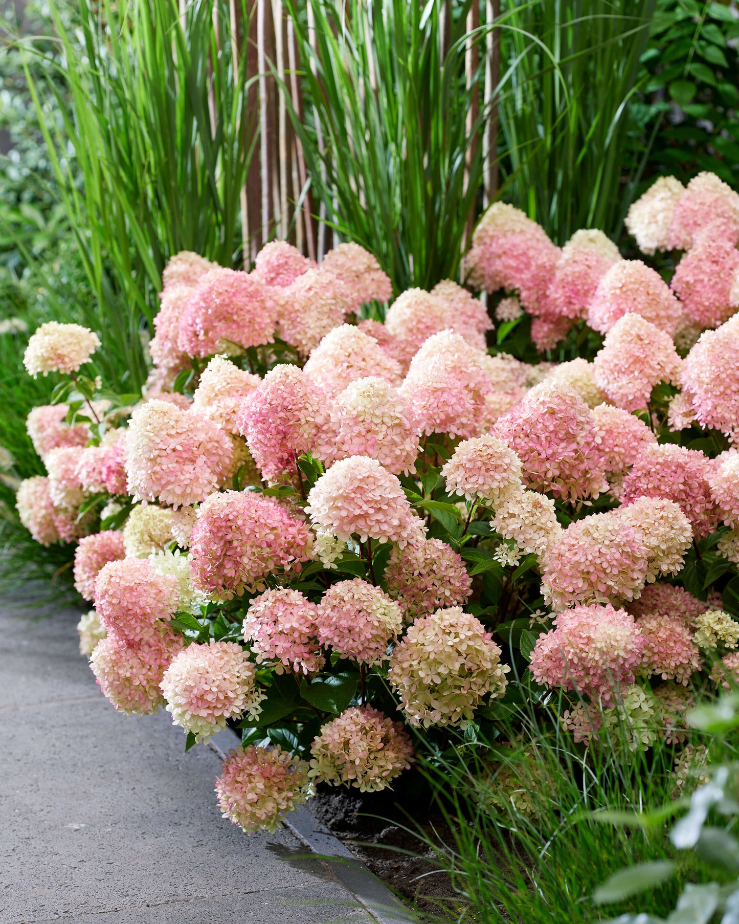 Hortenzija šluotelinė (Hydrangea paniculata) Living 'Summer Breeze'
