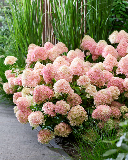 Hortenzija šluotelinė (Hydrangea paniculata) Living 'Summer Breeze'