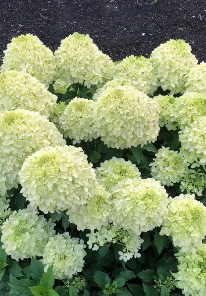 Hortenzija šluotelinė (Hydrangea paniculata) Living 'Summer Breeze'