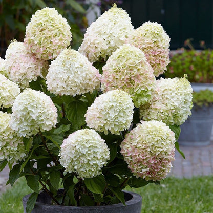Hortenzija šluotelinė (Hydrangea paniculata) Living 'Summer Love'