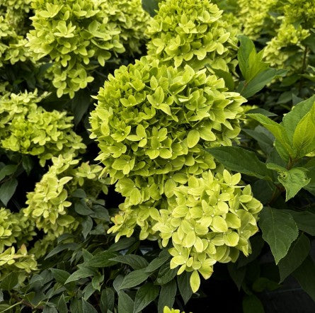 Hortenzija šluotelinė (Hydrangea paniculata) 'Bee Green'