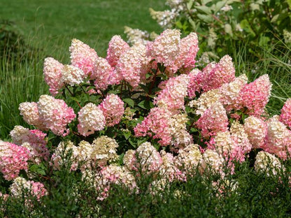 Hortenzija šluotelinė (Hydrangea paniculata) 'Bobo'