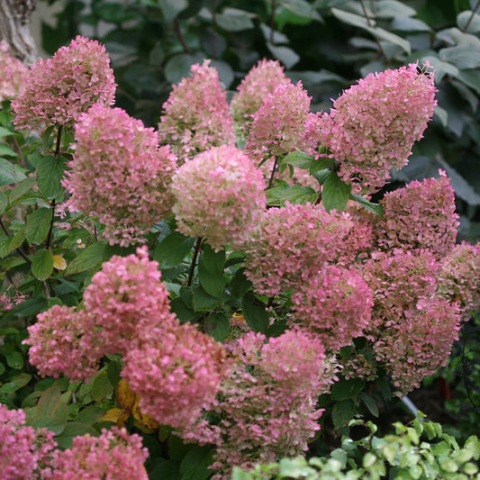 Stiebinė hortenzija šluotelinė (Hydrangea paniculata) 'Bobo' Pa