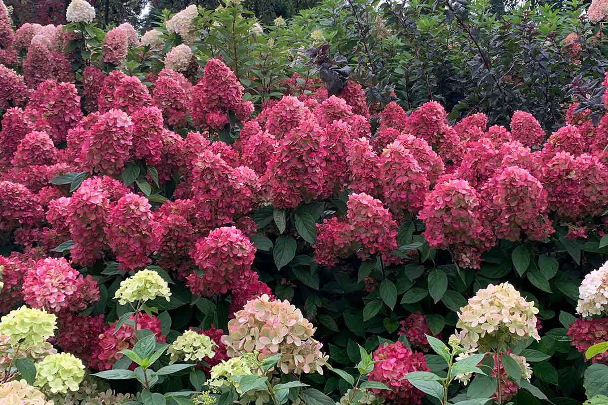 Hortenzija šluotelinė (Hydrangea paniculata) 'Bonfire'
