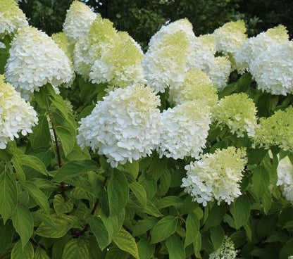 Stiebinė hortenzija šluotelinė (Hydrangea paniculata) 'Diamantino' Pa