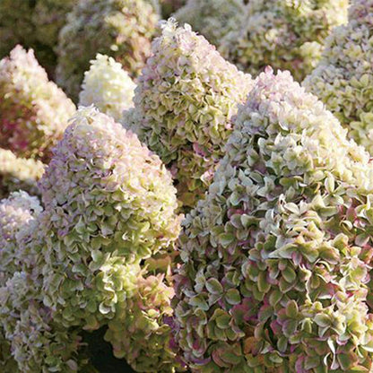Stiebinė hortenzija šluotelinė (Hydrangea paniculata) 'Diamantino' Pa