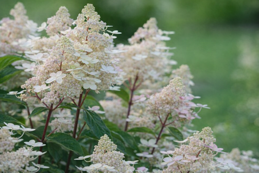Stiebinė hortenzija šluotelinė (Hydrangea paniculata) 'Early Harry' Pa