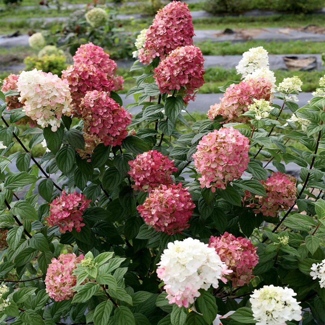 Hortenzija šluotelinė (Hydrangea paniculata) 'Fire Light'