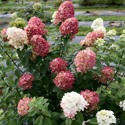 Hortenzija šluotelinė (Hydrangea paniculata) 'Fire Light'