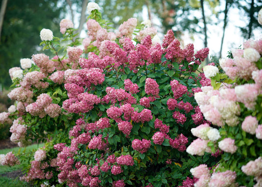 Hortenzija šluotelinė (Hydrangea paniculata) 'Fire Light'
