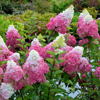 Hortenzija šluotelinė (Hydrangea paniculata) 'Fraise Melba'