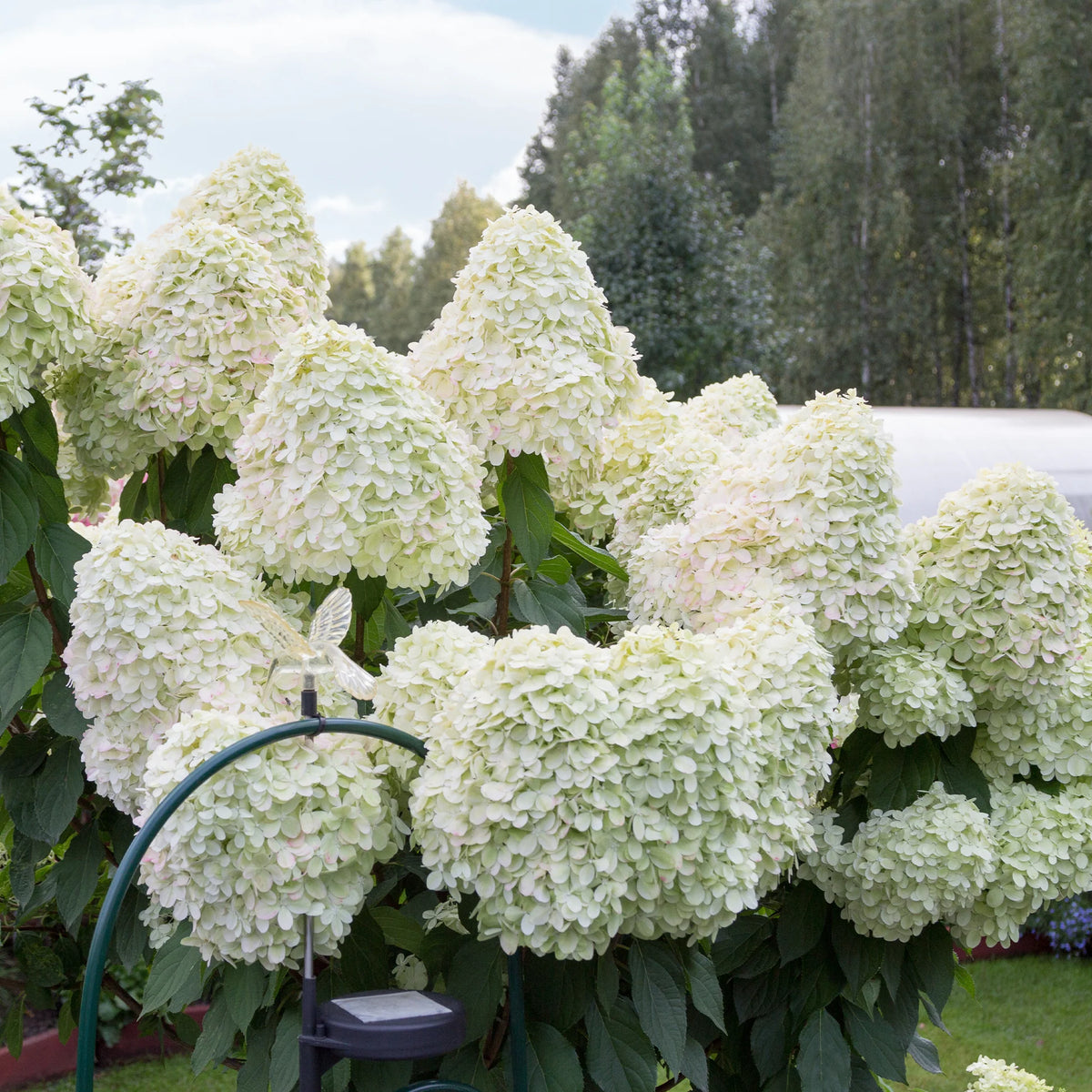 Hydrangea Hercules Rhs Hortenzija šluotelinė (Hydrangea paniculata) 'Hercules' – Gitanos medeliai