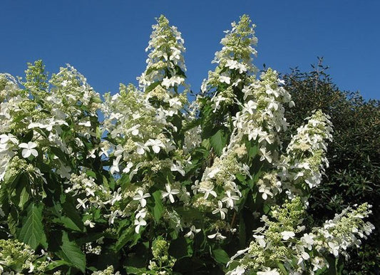 Hortenzija šluotelinė (Hydrangea paniculata) 'Levana'
