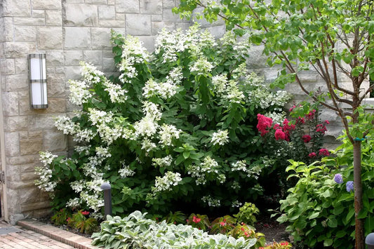 Hortenzija šluotelinė (Hydrangea paniculata) 'Levana'
