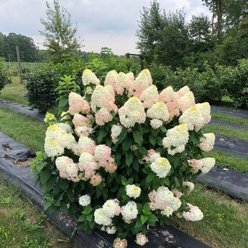 Hortenzija šluotelinė (Hydrangea paniculata) 'Little Hottie'