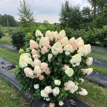 Hortenzija šluotelinė (Hydrangea paniculata) 'Little Hottie'