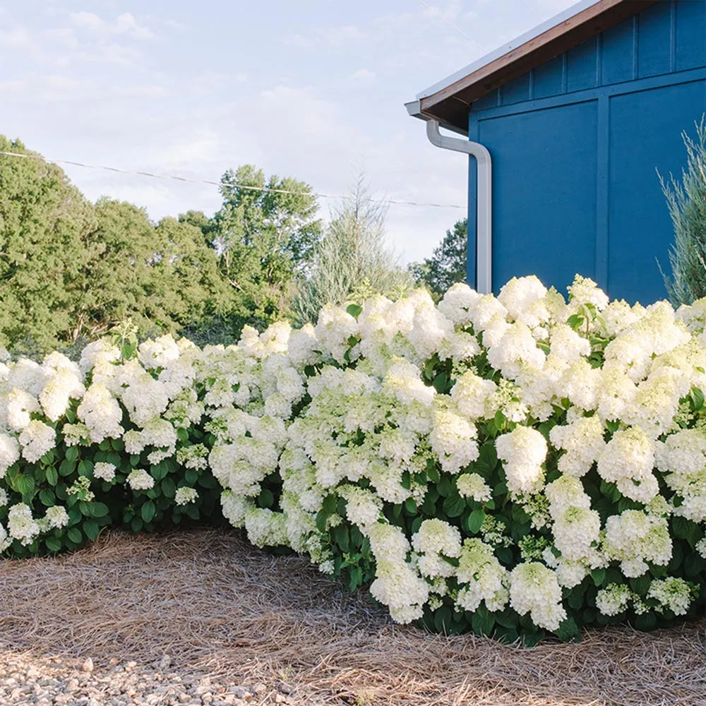 Hortenzija šluotelinė (Hydrangea paniculata) 'Little Hottie'