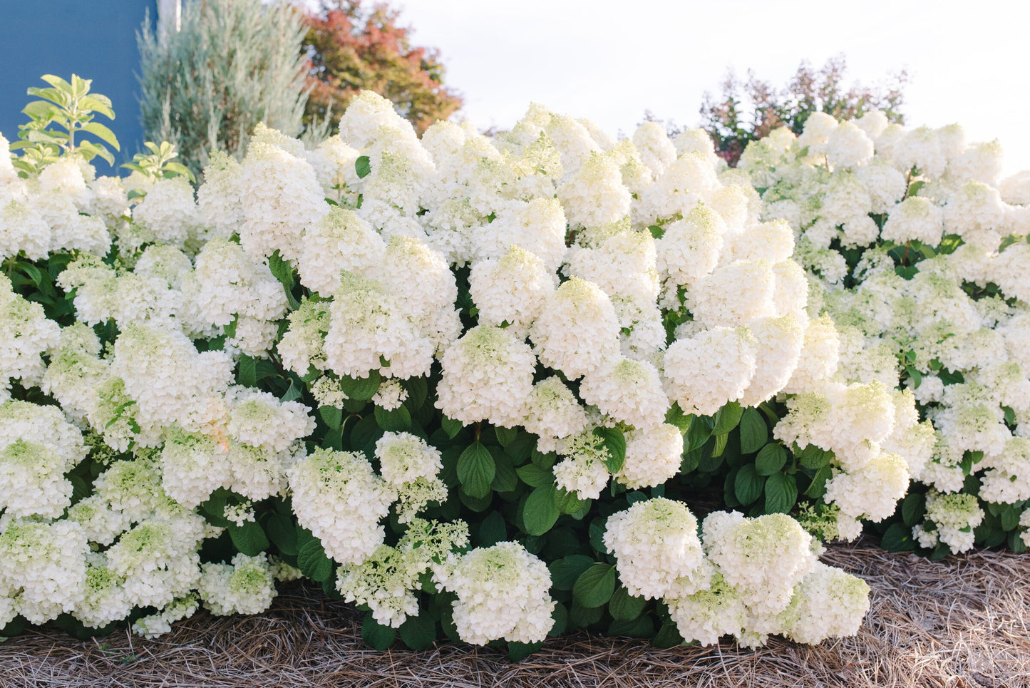Hortenzija šluotelinė (Hydrangea paniculata) 'Little Hottie'