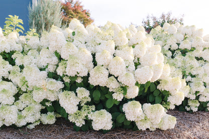 Hortenzija šluotelinė (Hydrangea paniculata) 'Little Hottie'
