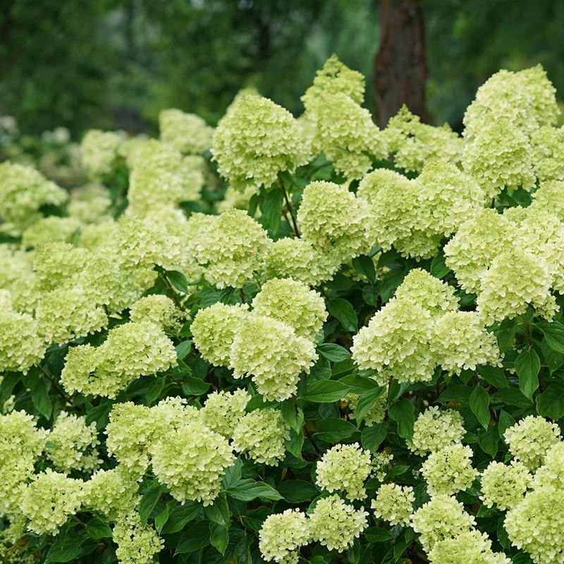 Hortenzija šluotelinė (Hydrangea paniculata) 'Little Lime'