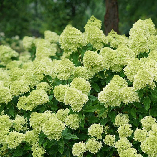 Hortenzija šluotelinė (Hydrangea paniculata) 'Little Lime'