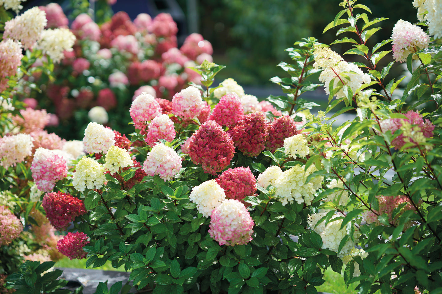 Hortenzija šluotelinė (Hydrangea paniculata) 'Little Lime Punch'