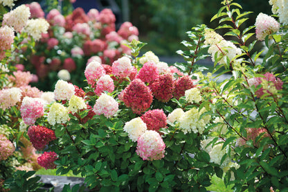 Hortenzija šluotelinė (Hydrangea paniculata) 'Little Lime Punch'