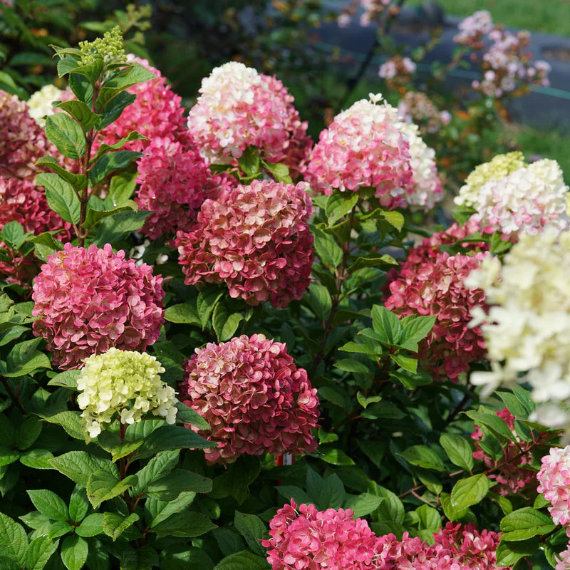 Hortenzija šluotelinė (Hydrangea paniculata) 'Little Lime Punch'