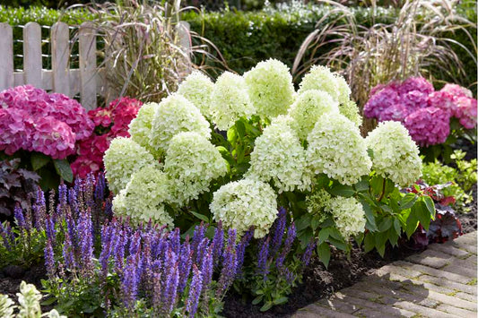 Hortenzija šluotelinė (Hydrangea paniculata) 'Little Spooky'