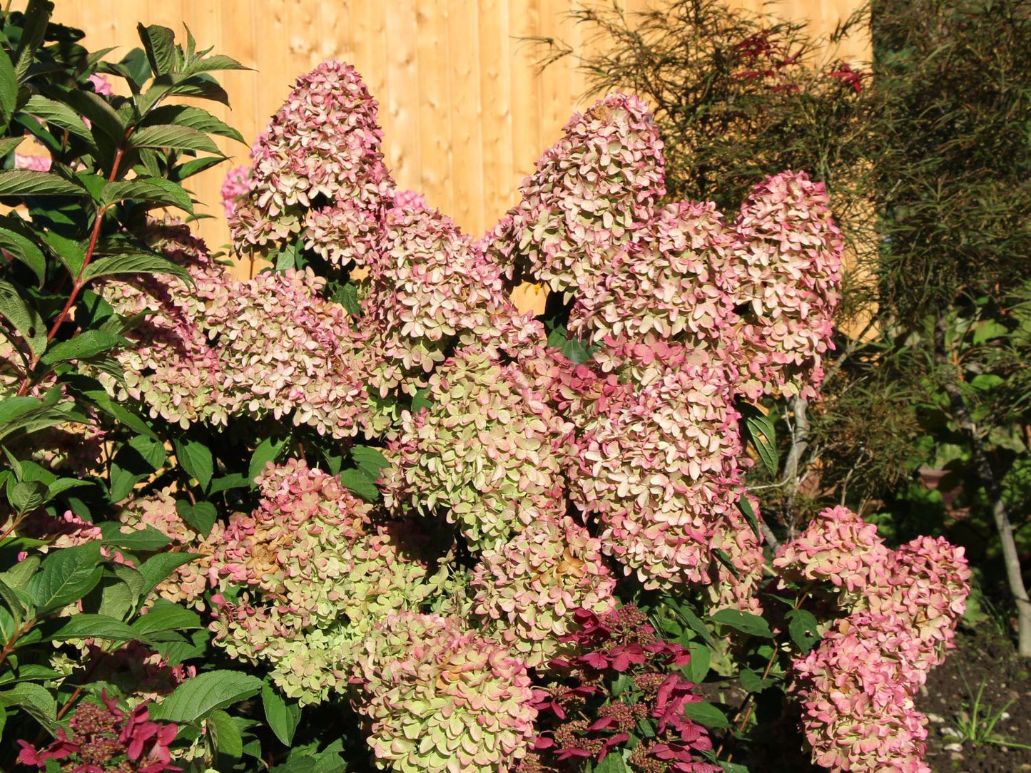 Hortenzija šluotelinė (Hydrangea paniculata) 'Magical Candle'