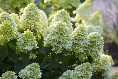Hortenzija šluotelinė (Hydrangea paniculata) 'Magical Candle'