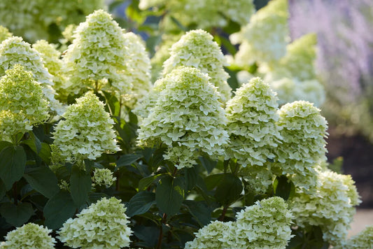 Hortenzija šluotelinė (Hydrangea paniculata) 'Magical Candle'