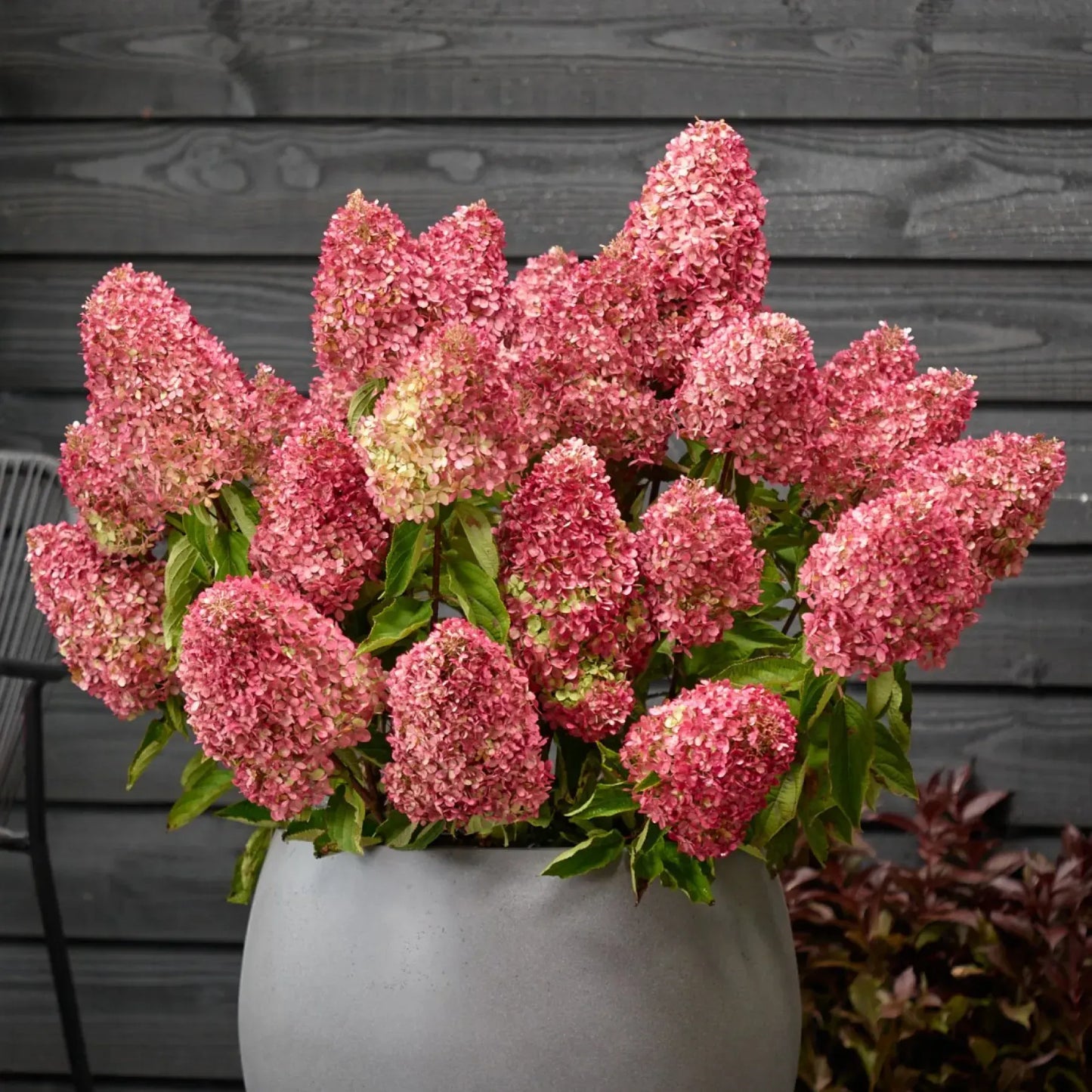 Hortenzija šluotelinė (Hydrangea paniculata) 'Magical Mount Malinche’