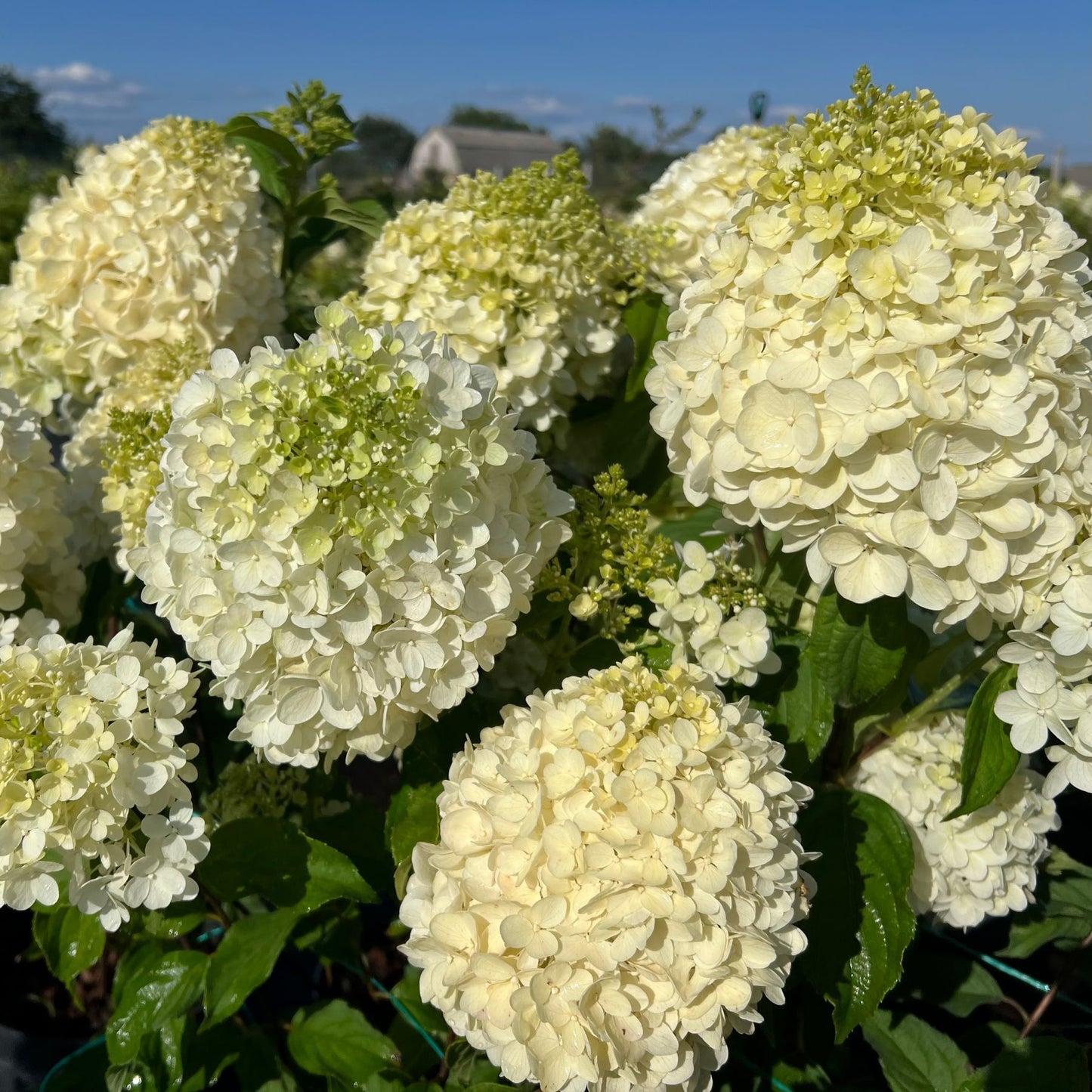 Hortenzija šluotelinė (Hydrangea paniculata) 'Magical Mount Malinche’