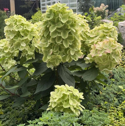 Hortenzija šluotelinė (Hydrangea paniculata) 'Metallica'