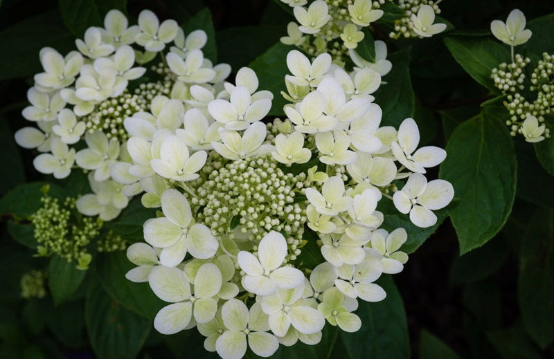 Hortenzija šluotelinė (Hydrangea paniculata) 'Pastelgreen'