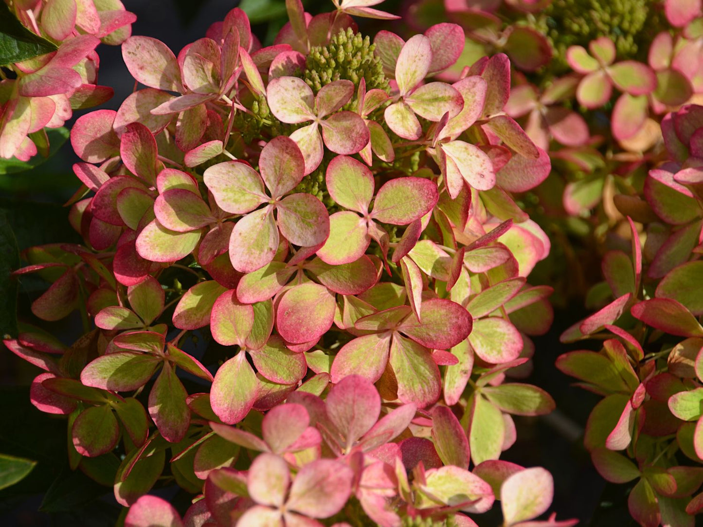 Hortenzija šluotelinė (Hydrangea paniculata) 'Pastelgreen'