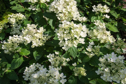 Hortenzija šluotelinė (Hydrangea paniculata) 'Pastelgreen'
