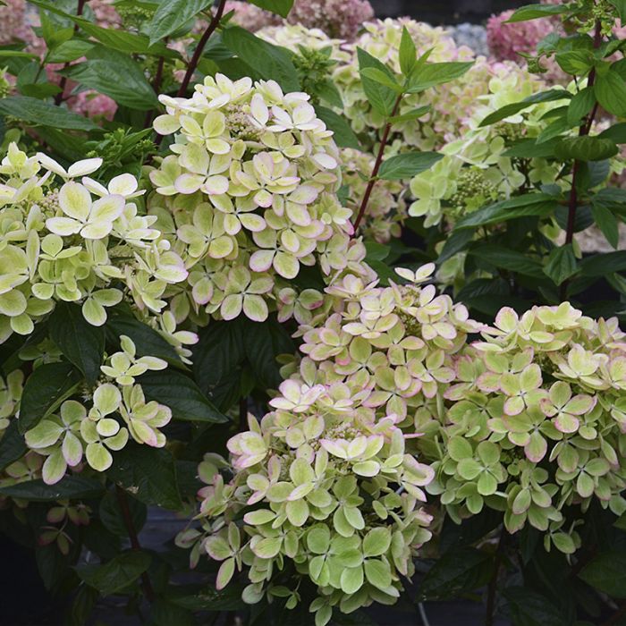 Hortenzija šluotelinė (Hydrangea paniculata) 'Pastelgreen'
