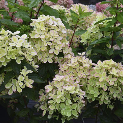Hortenzija šluotelinė (Hydrangea paniculata) 'Pastelgreen'