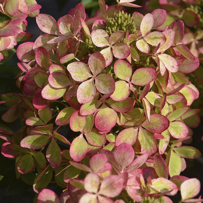 Hortenzija šluotelinė (Hydrangea paniculata) 'Pastelgreen'