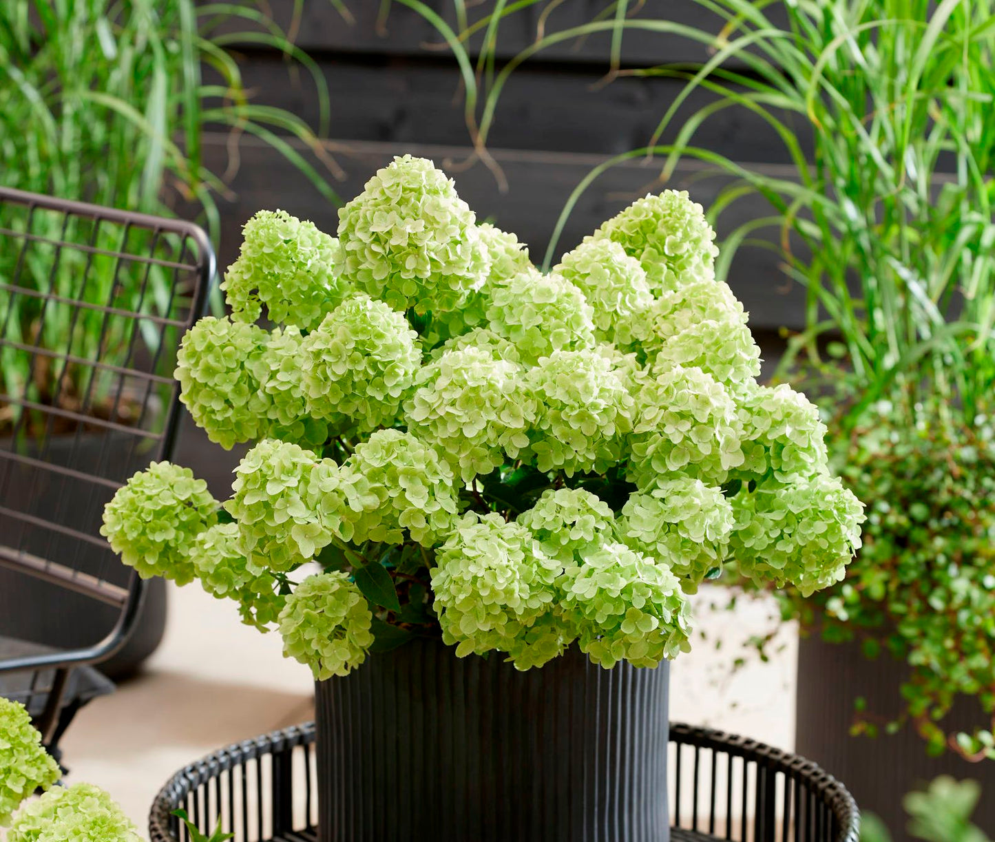 Hortenzija šluotelinė (Hydrangea paniculata) 'Petite Cherry'