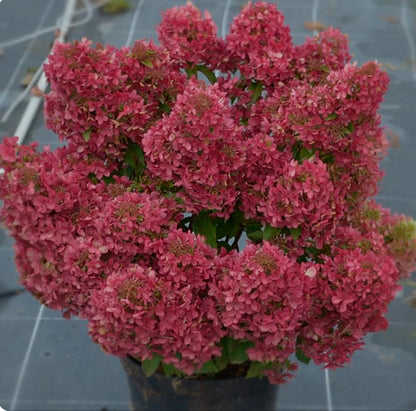 Hortenzija šluotelinė (Hydrangea paniculata) 'Petite Cherry'