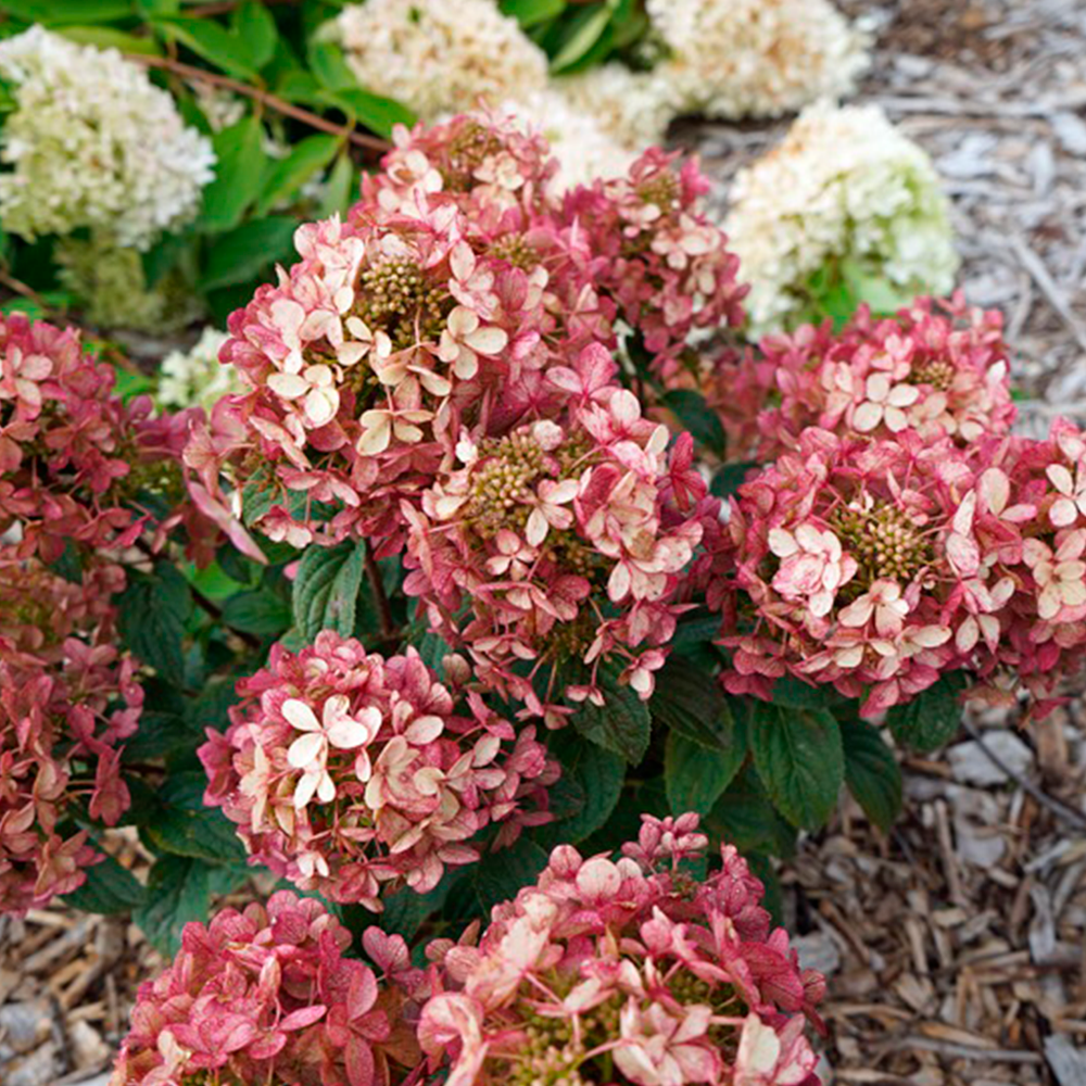 Hortenzija šluotelinė (Hydrangea paniculata) 'Petite Cherry'