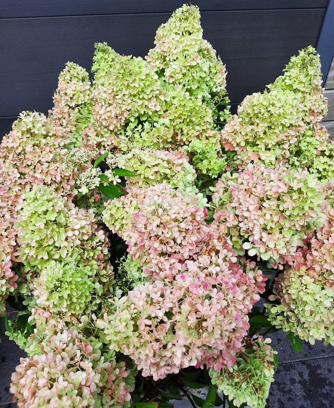 Hortenzija šluotelinė (Hydrangea paniculata) 'Petite Flori'