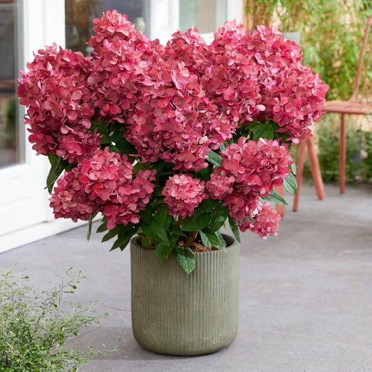 Hortenzija šluotelinė (Hydrangea paniculata) 'Petite Flori'