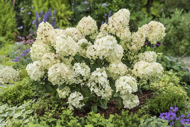 Hortenzija šluotelinė (Hydrangea paniculata) 'Petite Star'