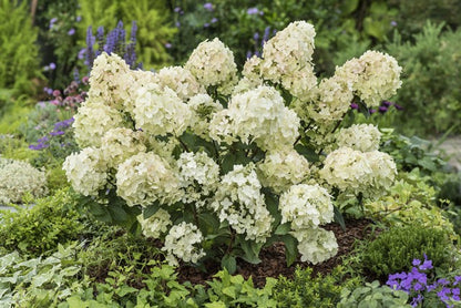 Hortenzija šluotelinė (Hydrangea paniculata) 'Petite Star'